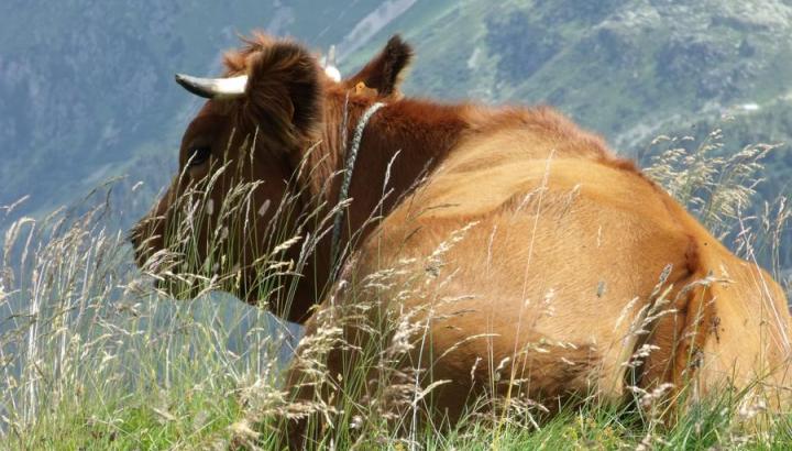 Films d'en Haut - Terres du ciel, Cueilleurs d'alpages et Raclette kirghize_Champagny-en-Vanoise - vache, race tarine, reine de l'alpage