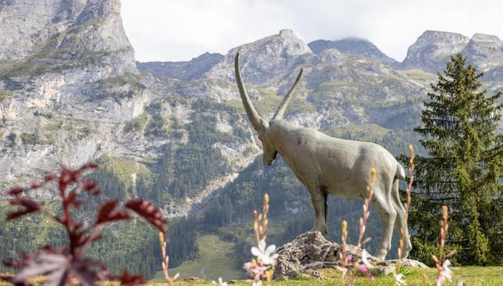 Visite guidée : balade gourmande de  Pralo_Pralognan-la-Vanoise