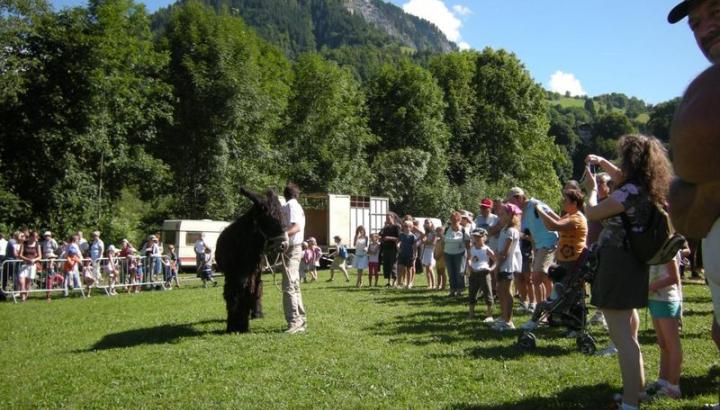 Fête de la race mulassière à Flumet