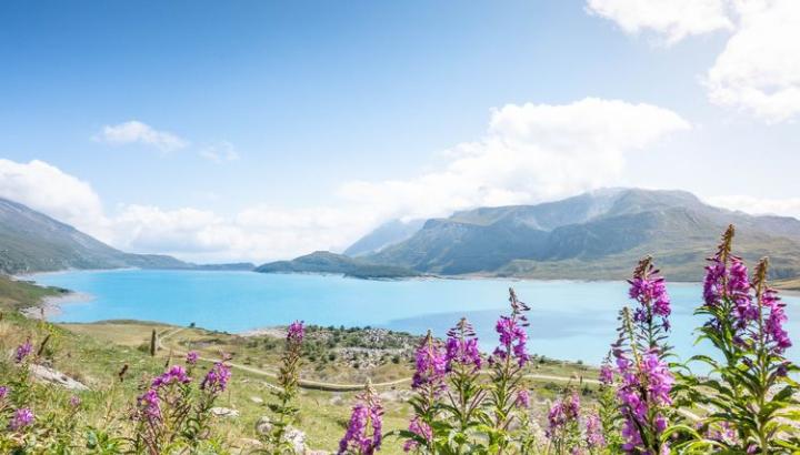 Le plateau du Mont-Cenis en été - Epilobes fleuries au premier plan du lac du Mont-Cenis