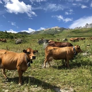 Vaches en alpage - Fondation Facim