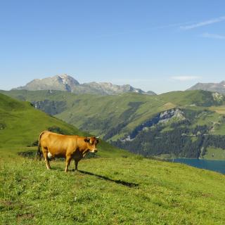 Une vache dans l'alpage de Roselend_Beaufortain
