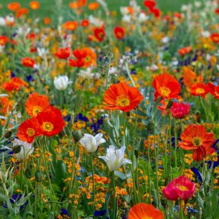 La saison littéraire 2023_champ de fleurs